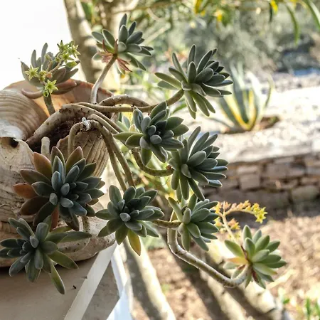 Caelum Tatil Evi *